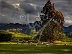 NEW ZEALAND Te Anau